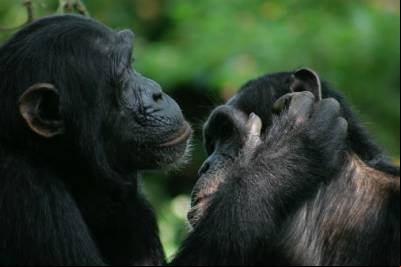 Macacos bonobos se comunicam quase como os humanos