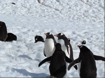 Estudo revela efeitos climáticos surpreendentes das fezes de pinguim Estudo revela efeitos climáticos surpreendentes das fezes de pinguim